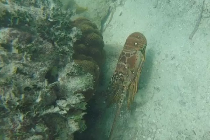 Florida Key Private Islands Exclusive Day Trip from Miami w/activ