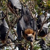 Image 1: Walking with Sydney Flying Foxes (Fruit Bats)