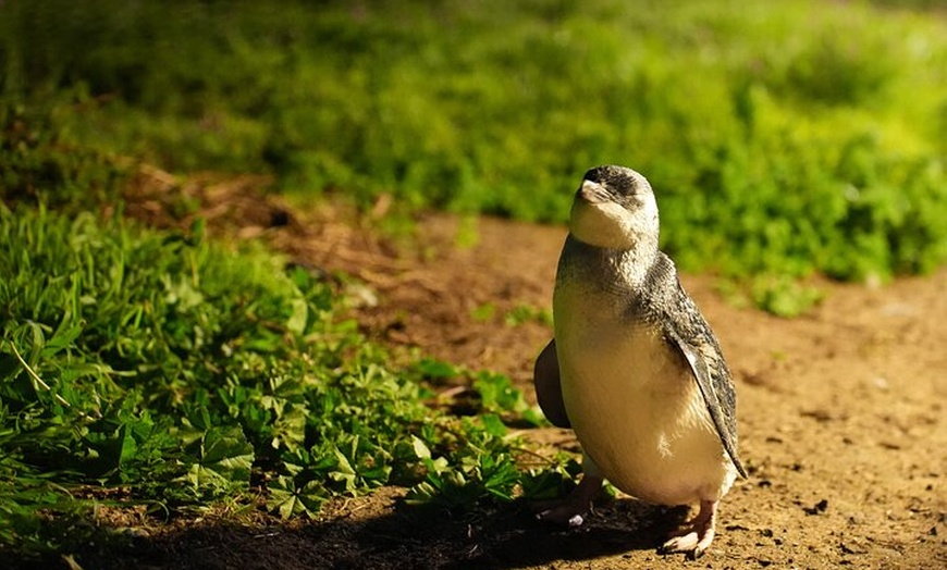 Image 9: Phillip Island and Moonlit Sanctuary Premium Day Tour Small group