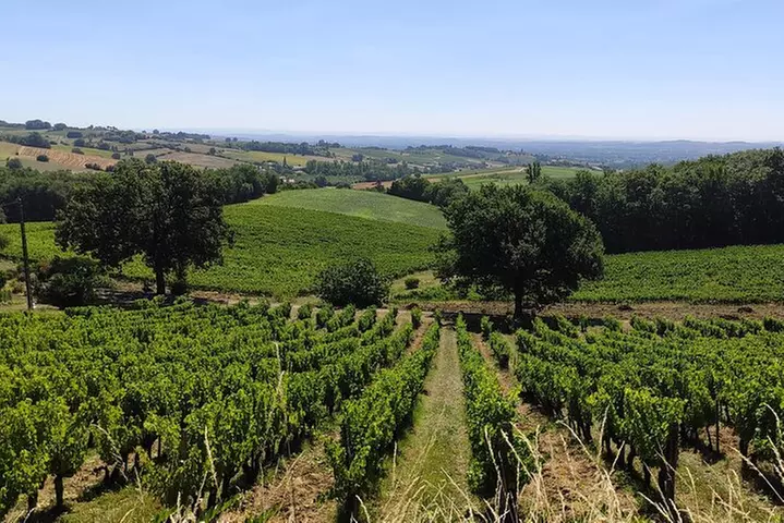 Gaillac Escapade Viticole en Petit Groupe Départ Toulouse - Primary Image
