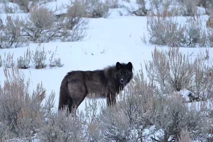 Yellowstone PRIVATE Winter SAFARI and Wolf Watching