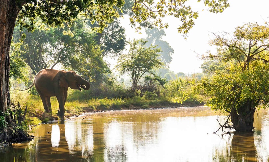 Image 30: ✈ SRI LANKA | Yala - Hilton Yala Resort 5*, 5 nuit - Tout inclus