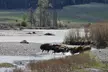 Yellowstone National Park - Full-Day Lower Loop Tour from West Yellowstone - Second Medium