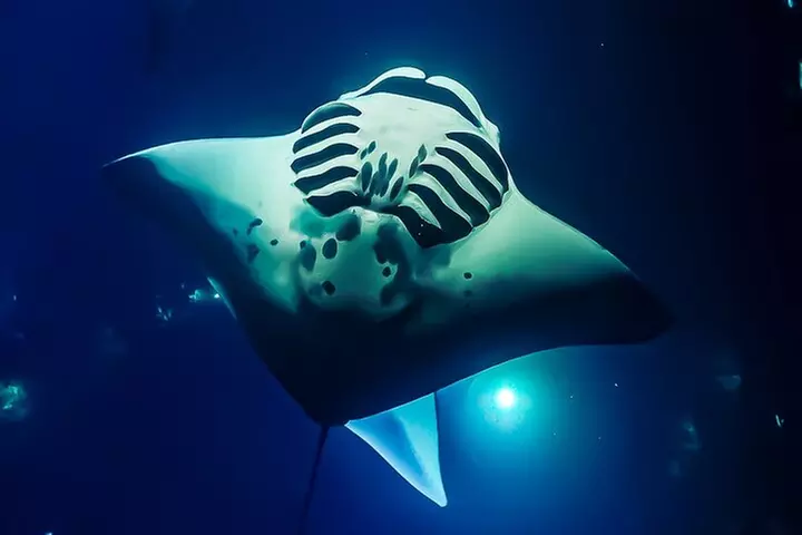 Manta Ray Night Snorkel Tour in Kailua-Kona, Big Island