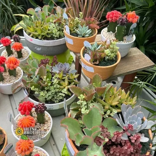 $25 For $50 Towards Home & Garden Decor, Flowers & Plants