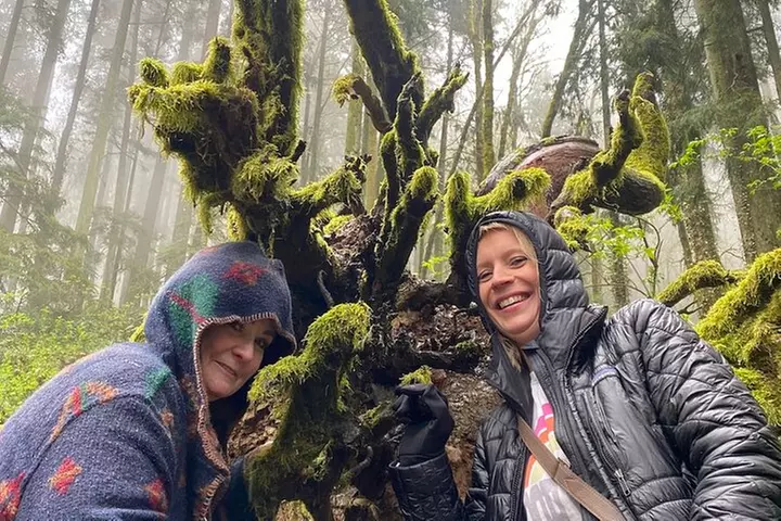 Forest Park Urban Hiking Tour, Portland