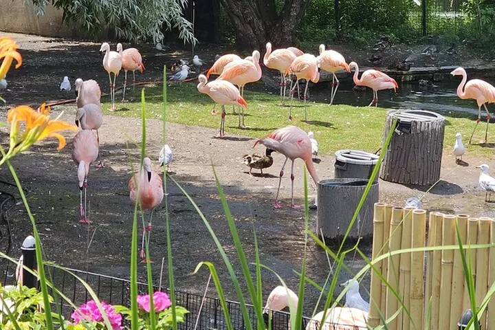 Lincoln Park Nature Museum & Zoo Private Walking Tour