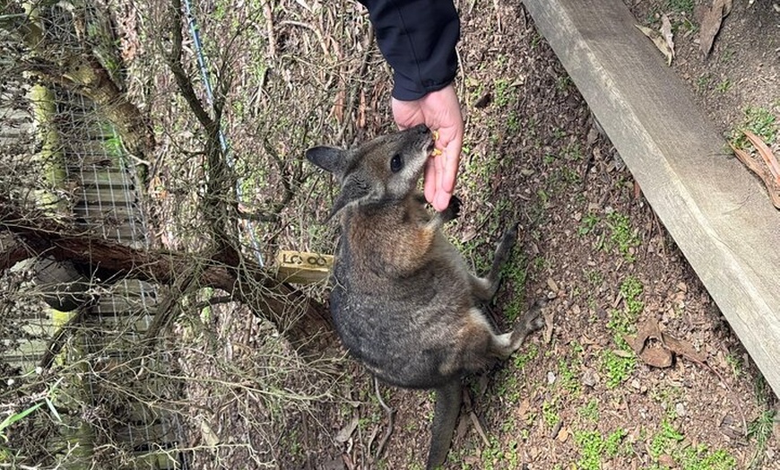 Image 4: Phillip Island and Moonlit Sanctuary Premium Day Tour Small group