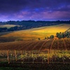 Image 2: Small Group: Willamette Valley Wine Tour From Portland (Tasting Fee...