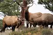 Discover Rocky Mountain National Park - Second Medium