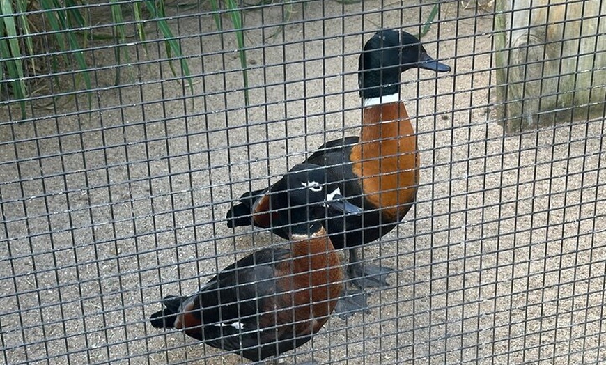 Image 31: PVT Guided Tour: Sydney Opera House and Featherdale Wildlife Park