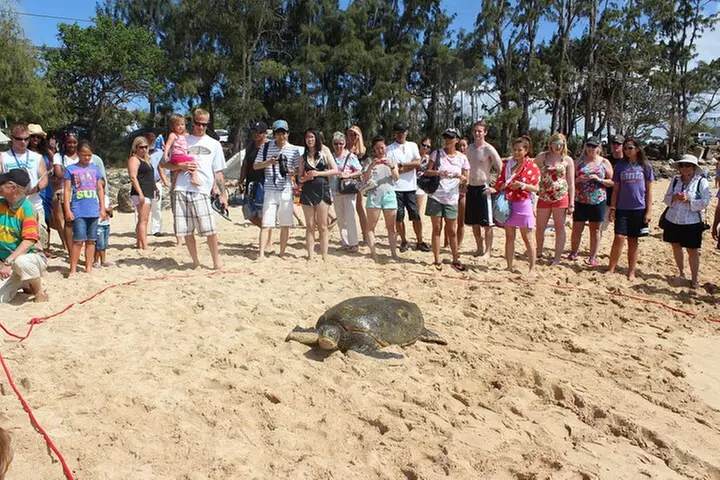 Full Day Oahu Circle Island -Turtle Beach Snorkel at North Shore