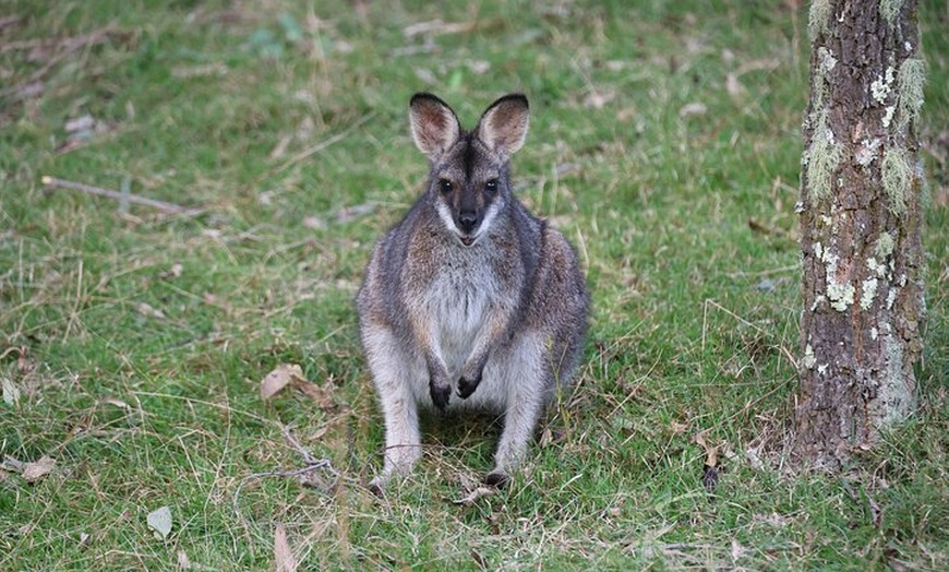 Image 40: Blue Mountains Private Tour