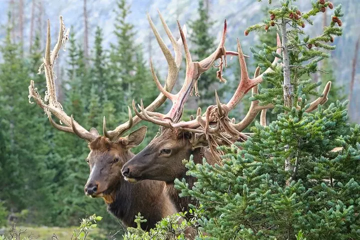 Half-Day Rocky Mountain National Park "Lake and Meadows Tour"