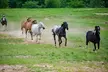 Memphis 1 hour Horseback Trail Ride - Second Medium