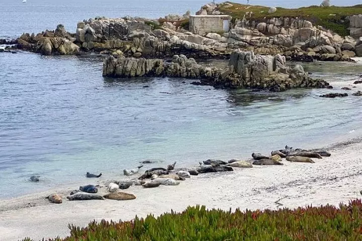 17-Mile Drive Electric Bike Guided Tour