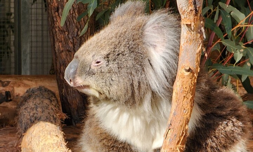 Image 5: Premium Adelaide Hills Full Day Shore Tour Cruise Port Pick-up