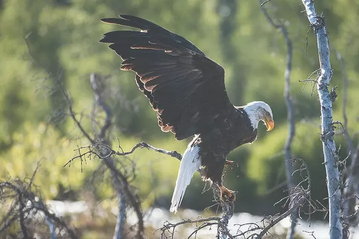 10-Mile Classic Scenic Float Trip in Grand Teton National Park - Primary Image