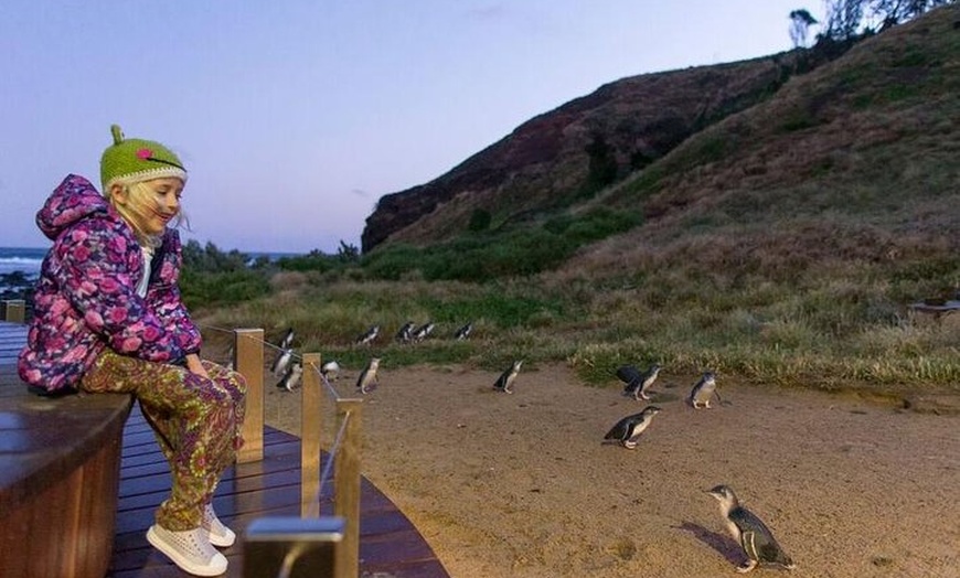 Image 12: Phillip Island Penguin Parade Day Trip with Koala Conservation Rese...