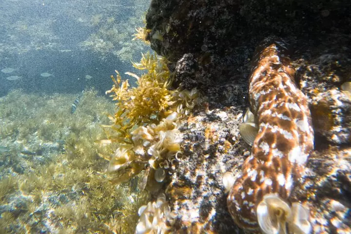 Secret Tide Pool Hike - Jungle & Coast - Private