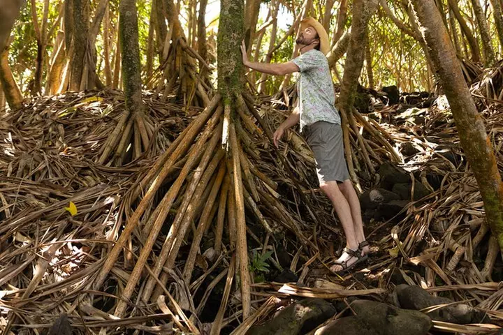 Secret Tide Pool Hike - Jungle & Coast - Private