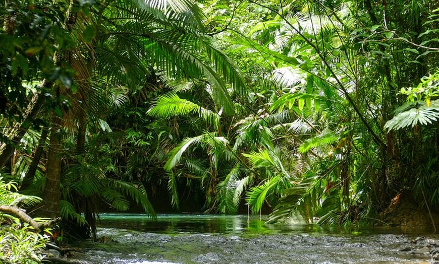 Image 14: Private Luxury Daintree Dream Tour All Inclusive