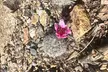 Guided Hike in the Sonoran Desert - Second Medium