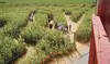 $48 For 4 Admissions To Maize Quest Corn Maze & Fun Park Ultimate Access Tickets (Reg.$96)
Valid Until Nov 2, 2025
