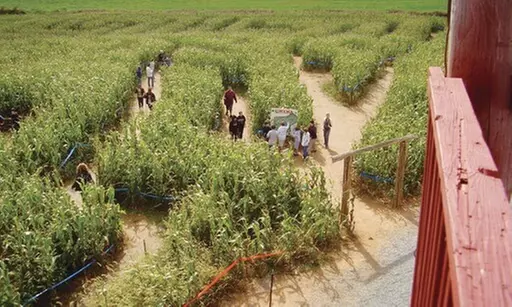 $48 For 4 Admissions To Maize Quest Corn Maze & Fun Park Ultimate Access Tickets (Reg.$96)
Valid Until Nov 2, 2025 - Primary Image