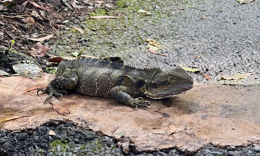Image 7: Koalas, 6 Springbrook Waterfalls and Natural Bridge Day Tour