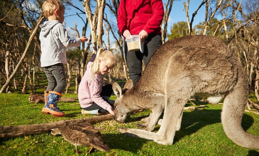 Image 4: Full-Day Phillip Island Tour with Kangaroo, Koala and Penguin Parade