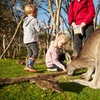 Image 4: Full-Day Phillip Island Tour with Kangaroo, Koala and Penguin Parade