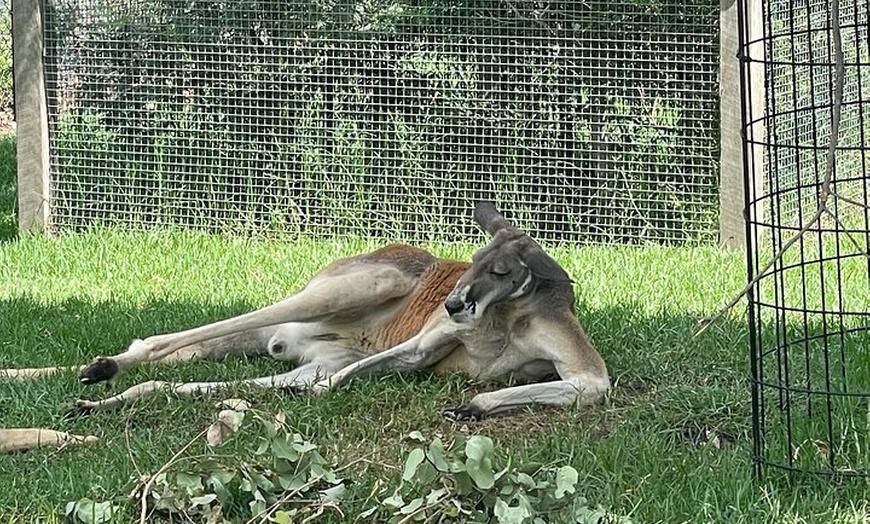 Image 3: Blue Mountains Sydney Zoo koalas & kangaroos Small Group Tour