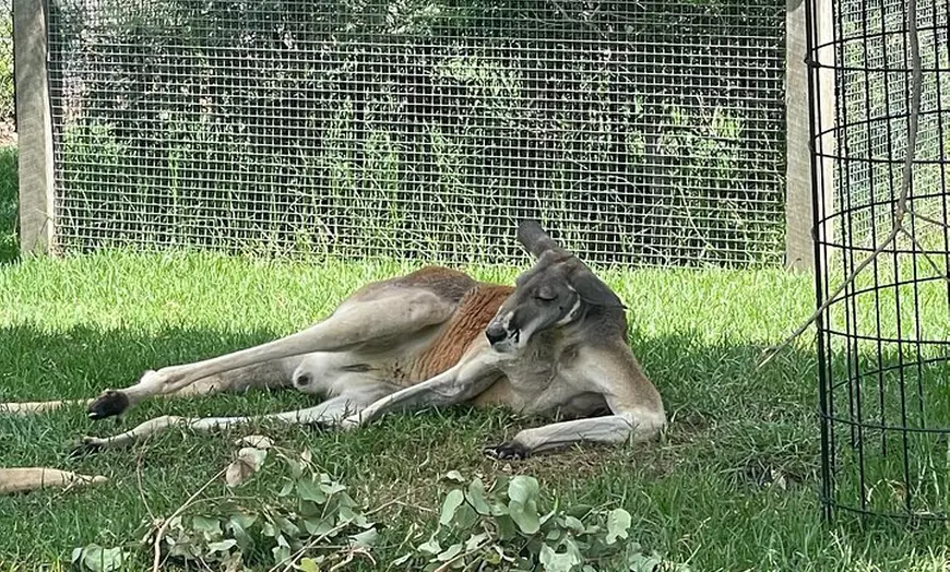 Image 3: Blue Mountains & Sydney Zoo Day Tour