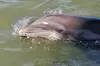 1 Hour Private Dolphin and Nature Tour