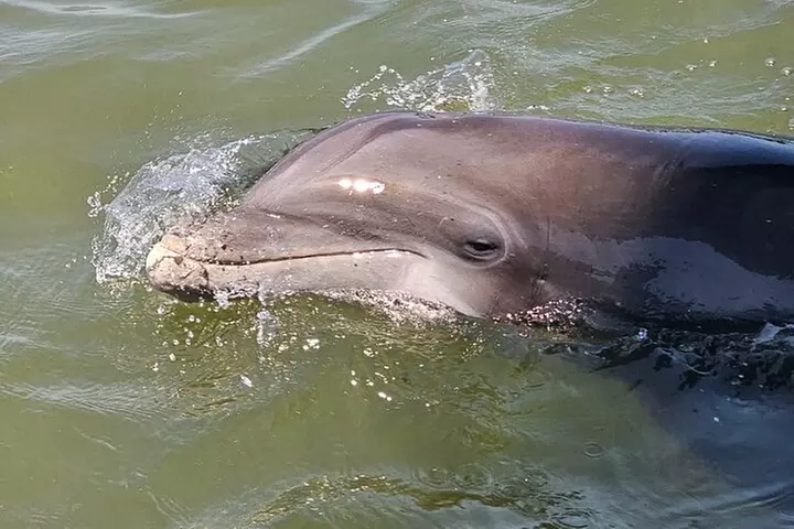 1 Hour Private Dolphin and Nature Tour - Primary Image