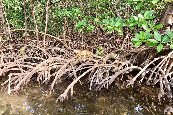 Fort Lauderdale: Kayak/SUP on Mangroves w/ Snacks & Drinks