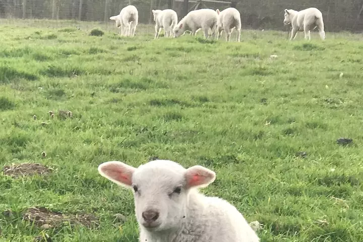 Faithful Hands Farm Tour