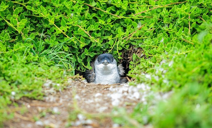 Image 12: Melbourne Puffing Billy Train and Penguin Parade Day Tour Escape
