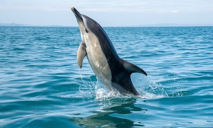 Image 5: Private Coastal Boat Tour in Torquay