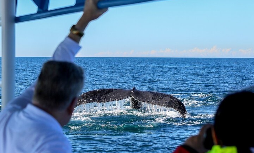 Image 9: Humpback Whale Encounter Tour from Newcastle