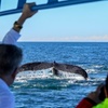 Image 9: Humpback Whale Encounter Tour from Newcastle