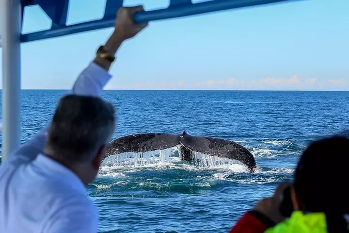Humpback Whale Encounter Tour from Newcastle