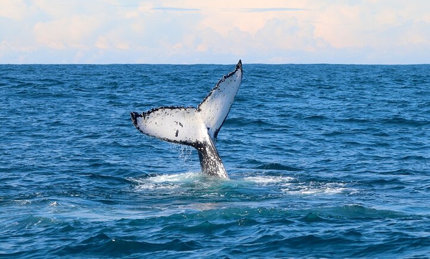 Image 11: Humpback Whale Encounter Tour from Newcastle