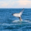 Image 11: Humpback Whale Encounter Tour from Newcastle