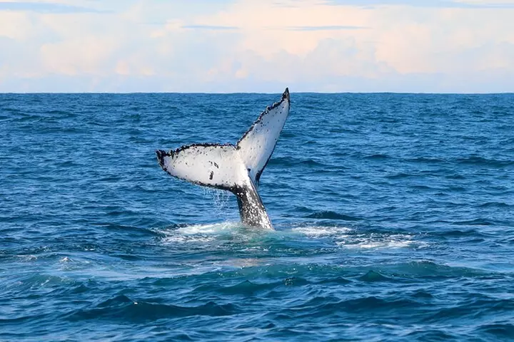 Humpback Whale Encounter Tour from Newcastle