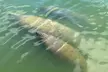 Private Dolphin and Intracoastal Tour of Anna Maria Island - Second Medium