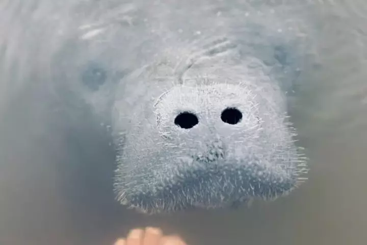 Dolphin and Manatee Kayak Tour of Daytona Beach