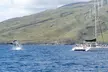 Luxury Catamaran Whale Watch - Second Medium