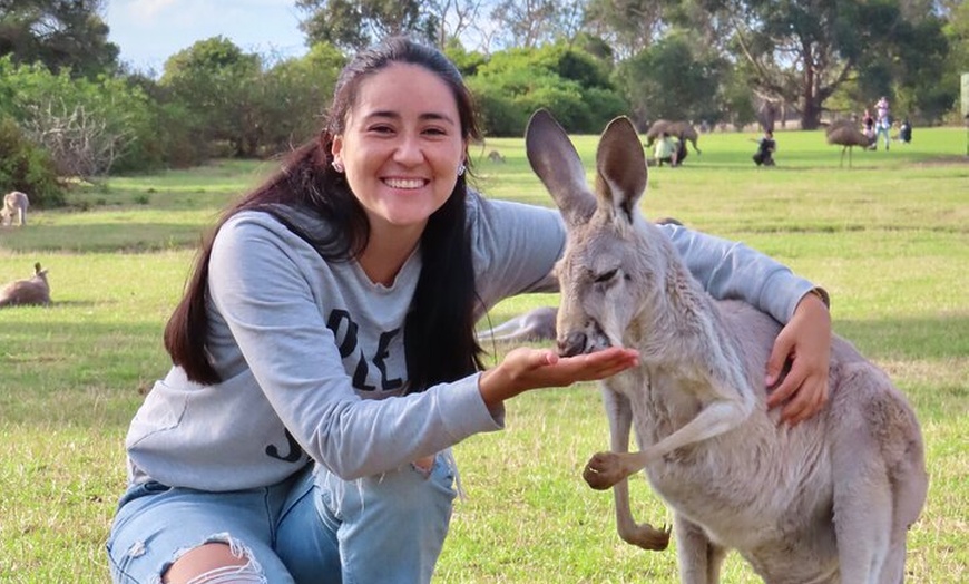 Image 2: Phillip Island Penguin Parade and Wildlife Tour from Melbourne